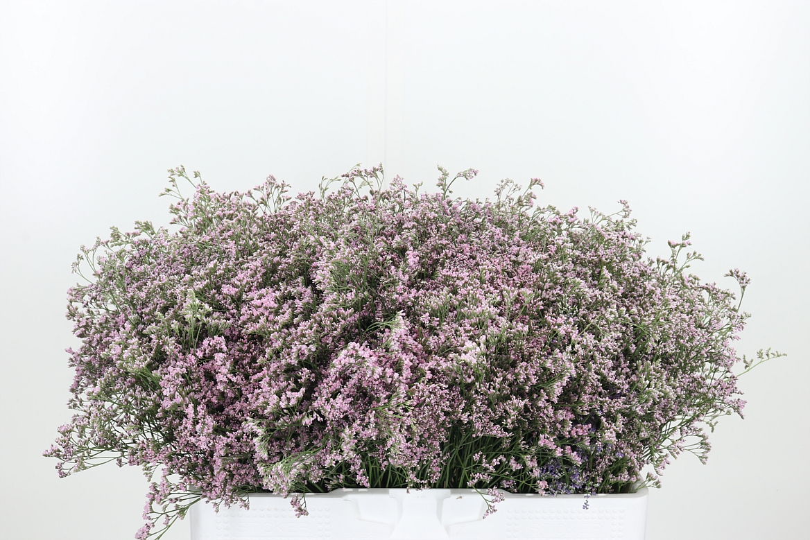 Limonium Safora Oshi Pink 40cm