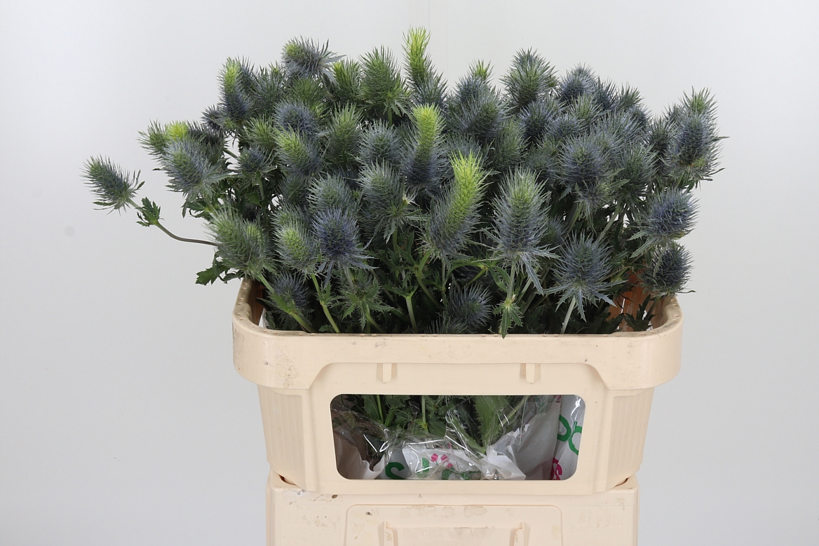 Eryngium Alpinum Pacific Blue Sky 70cm