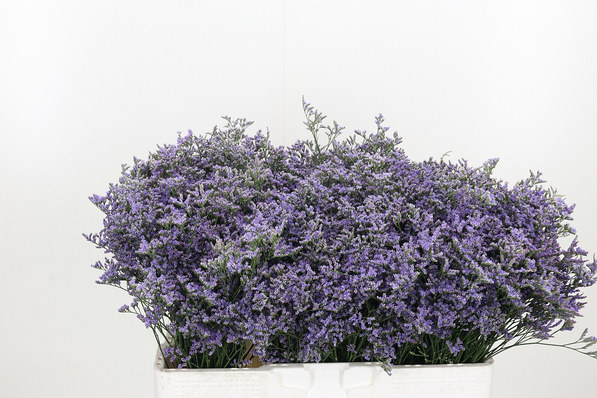 Limonium Sinuatum Marina Violet 40cm