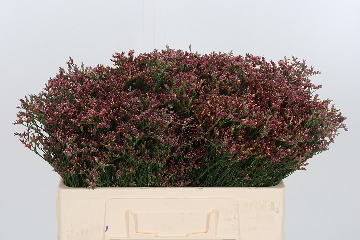 Limonium Sinense China Red 50cm