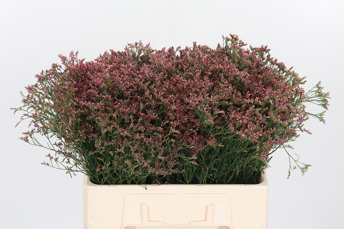 Limonium Sinense China Red 60cm