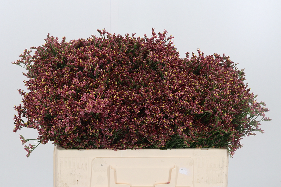 Limonium Sinense China Red 50cm