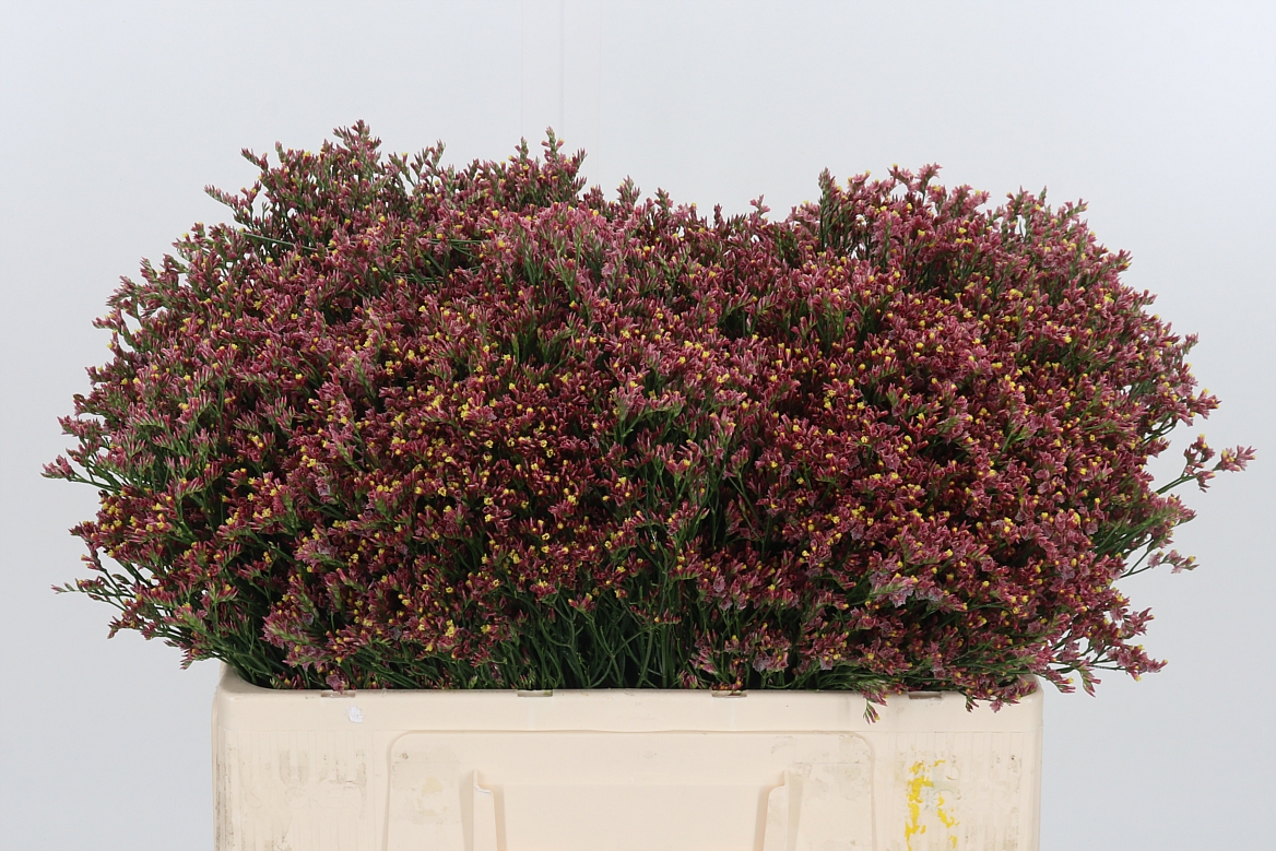 Limonium Sinense China Red 50cm
