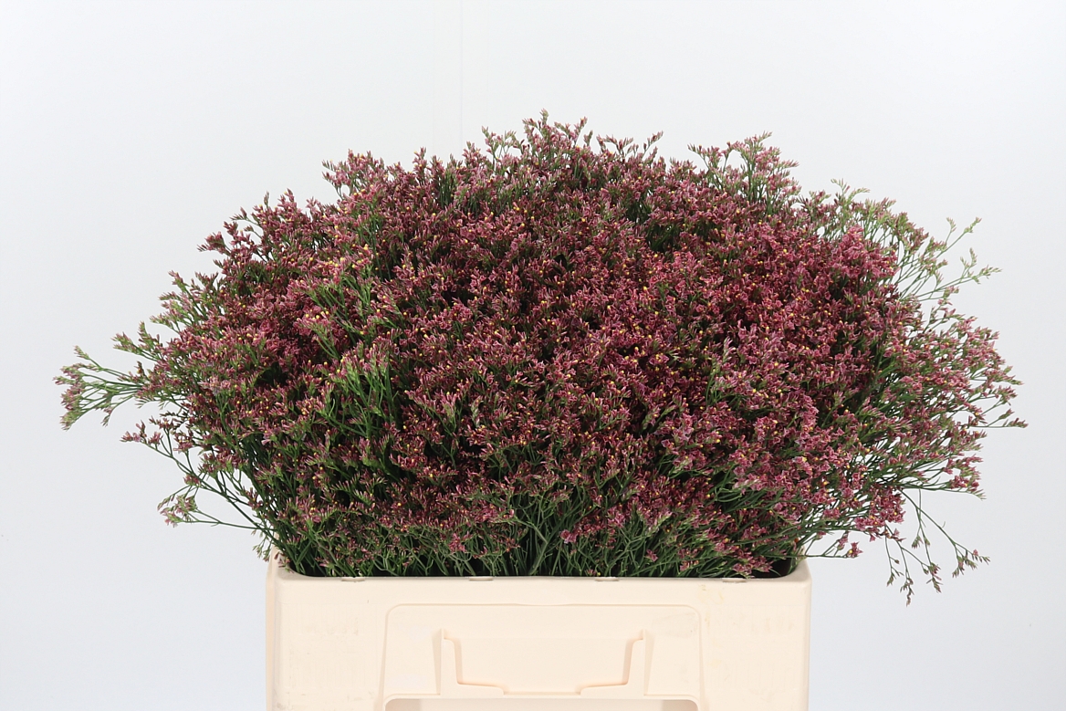 Limonium Sinense China Red 60cm
