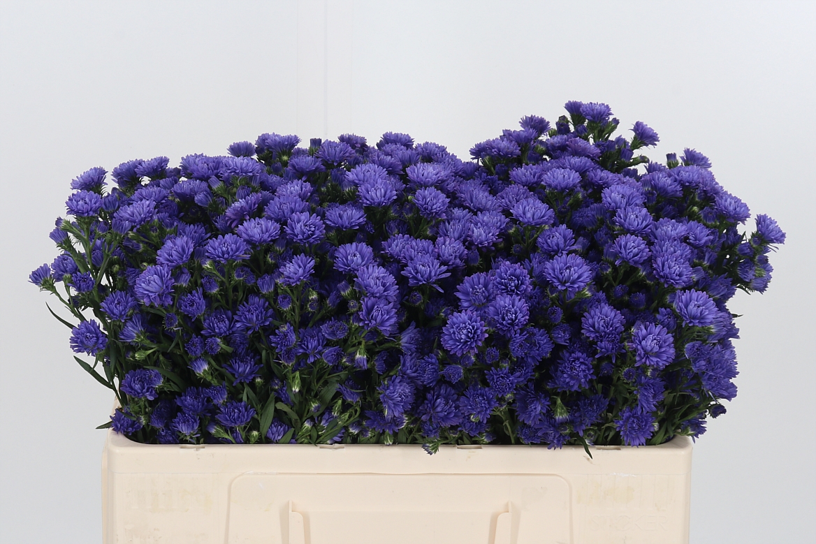 Aster Astee Dark Milka 50cm 15gr.