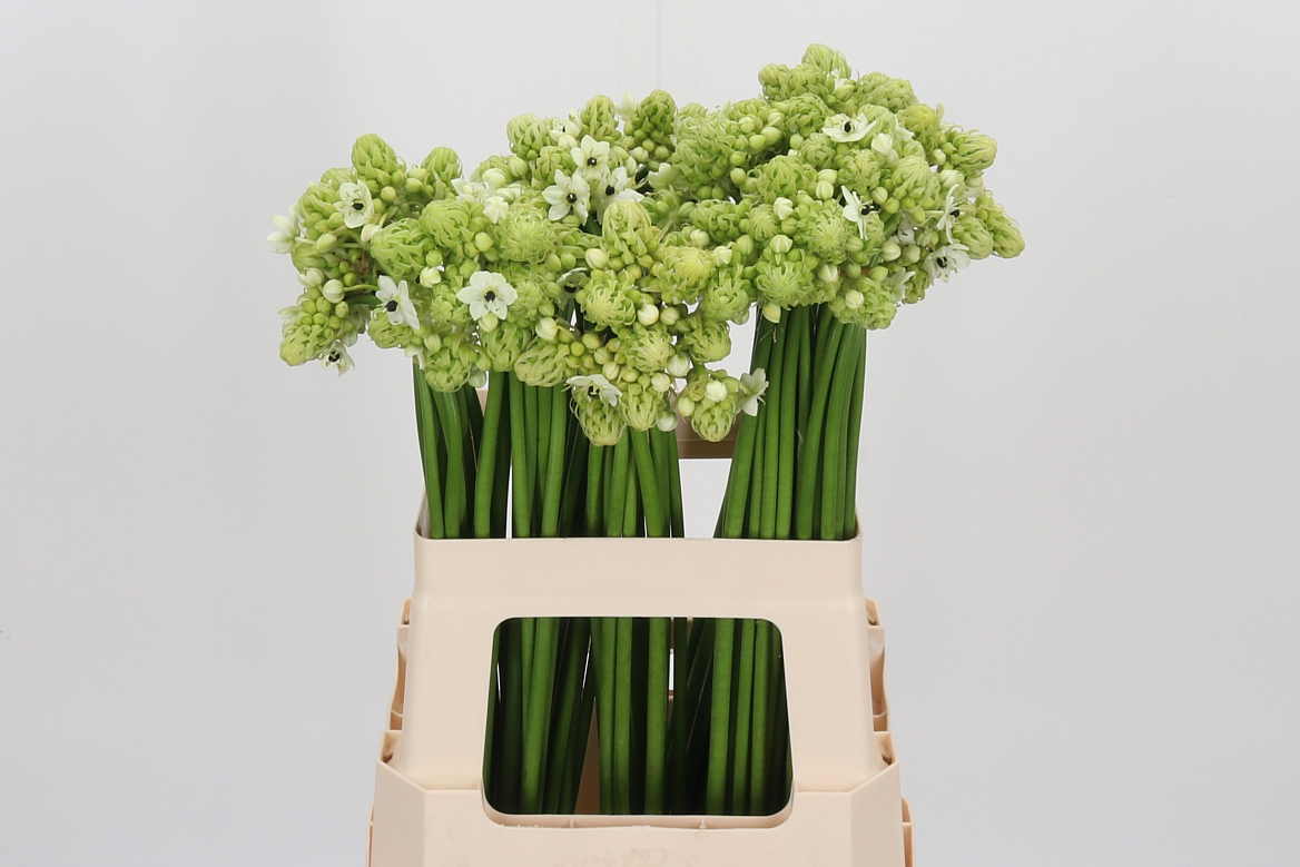 Ornithogalum Saundersiae 60cm