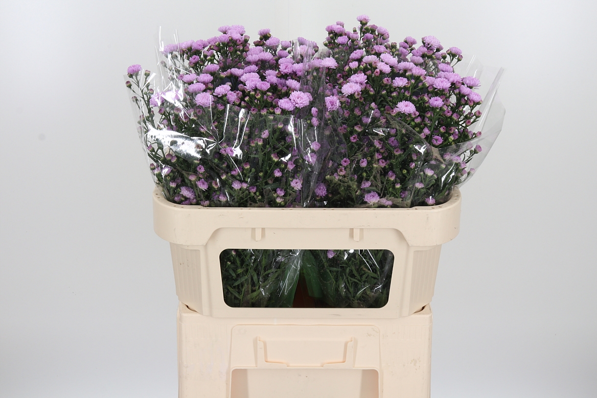 Aster Double Date Pink 70cm 15gr.