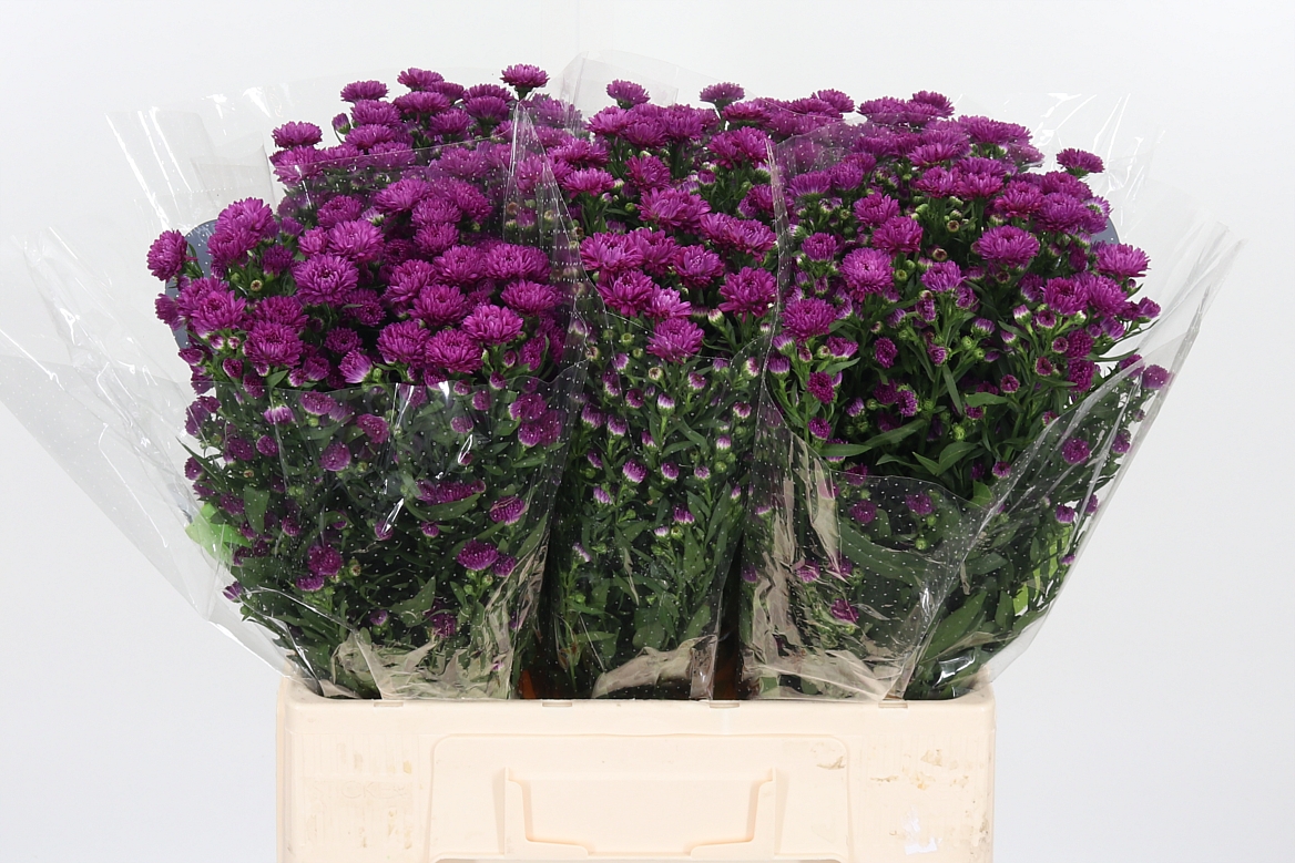 Aster Flash 60cm 15gr.