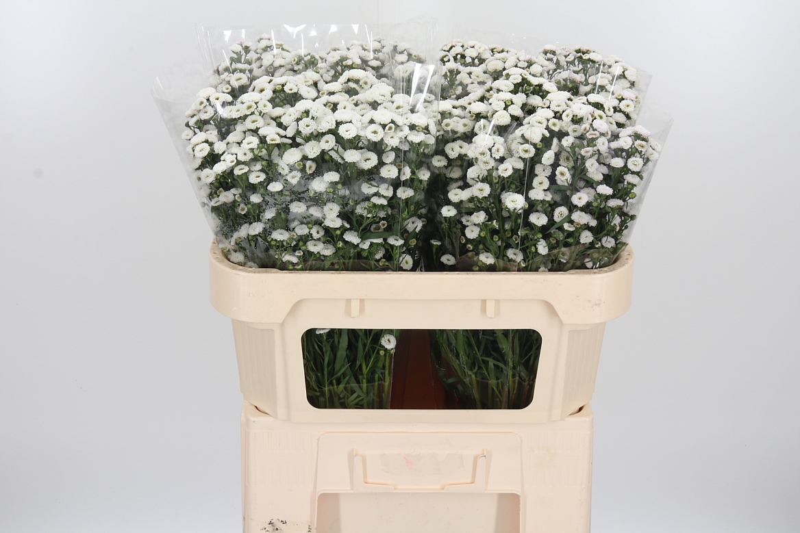 Aster Pompon 70cm 25gr.