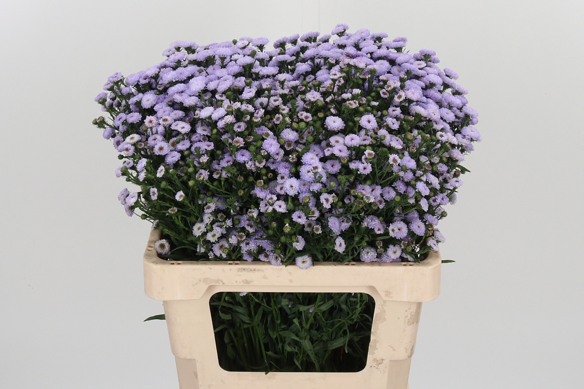 Aster Astee Milka 60cm 30gr.