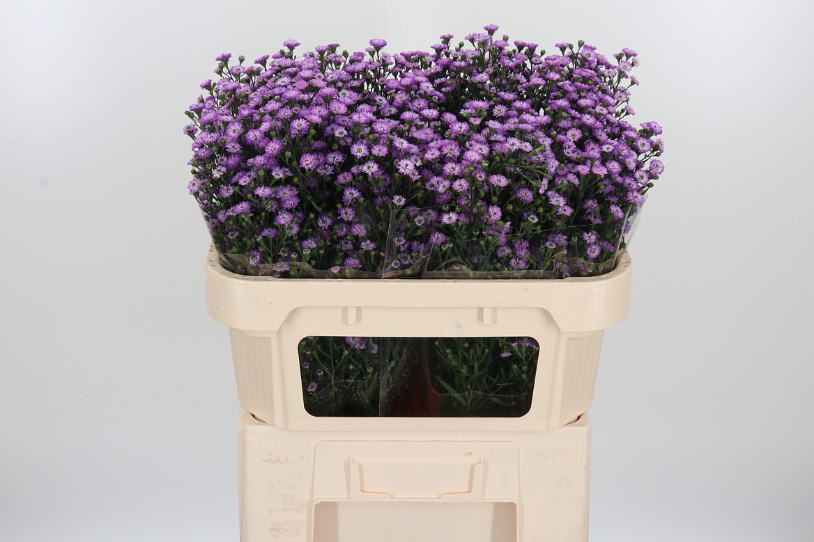 Aster Astee Mini Baby Pink 70cm 20gr.