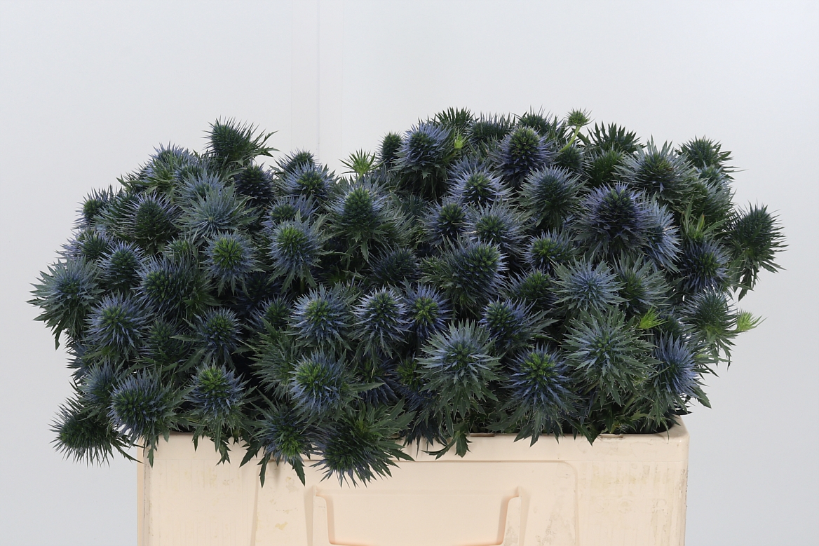 Eryngium Alpinum Scorpius Questar 50cm