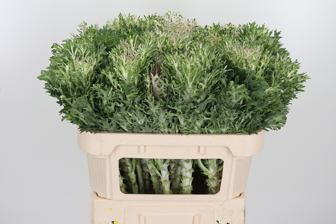 Brassica Crane King 70cm