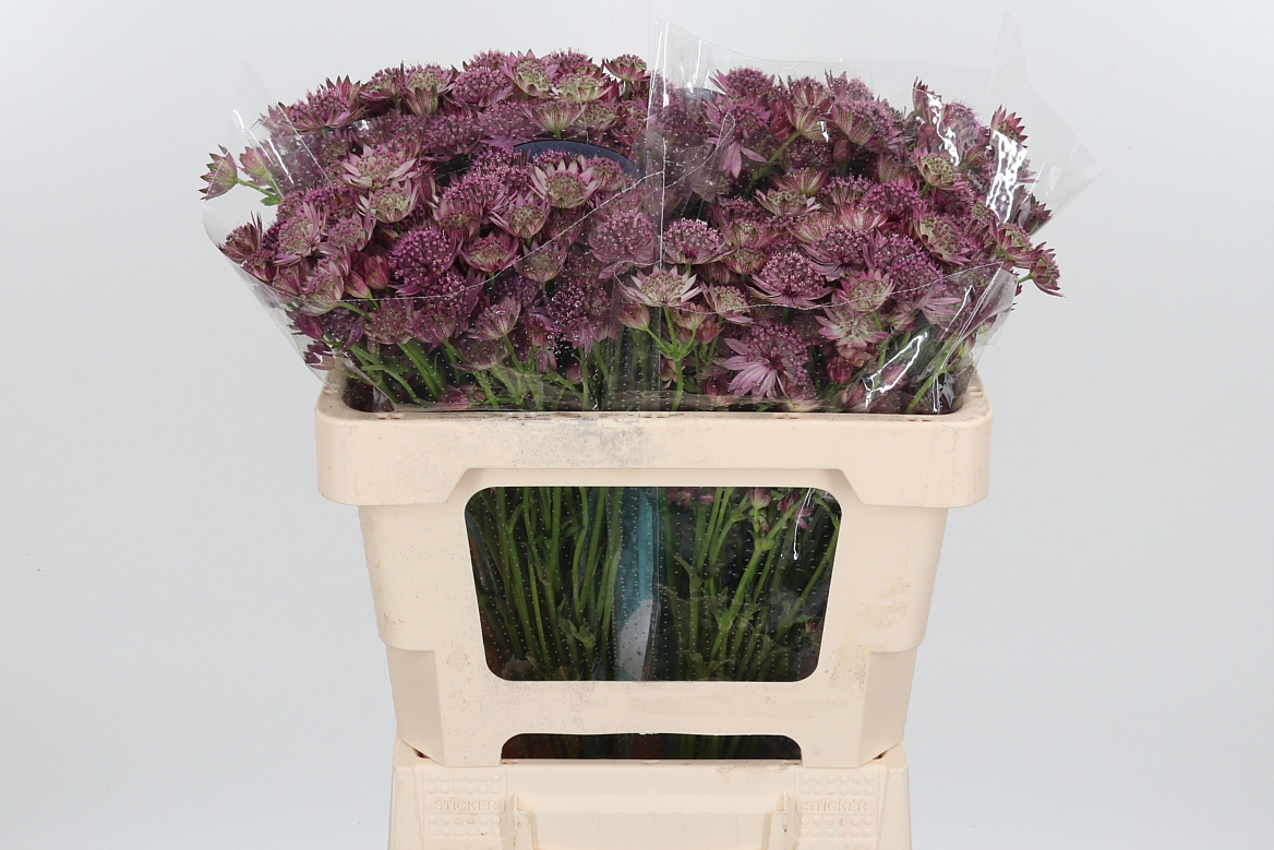 Astrantia Roma 50cm