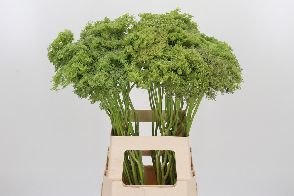 Ammi Visnaga Green Mist 70cm