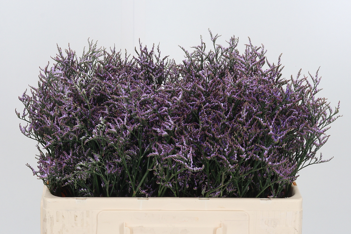 Limonium Safora Lilac 50cm 10gr.