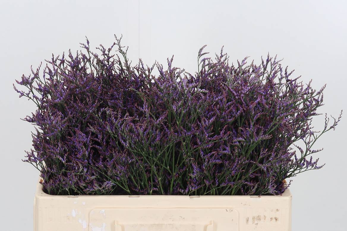 Limonium Safora Dark Blue 50cm 10gr.
