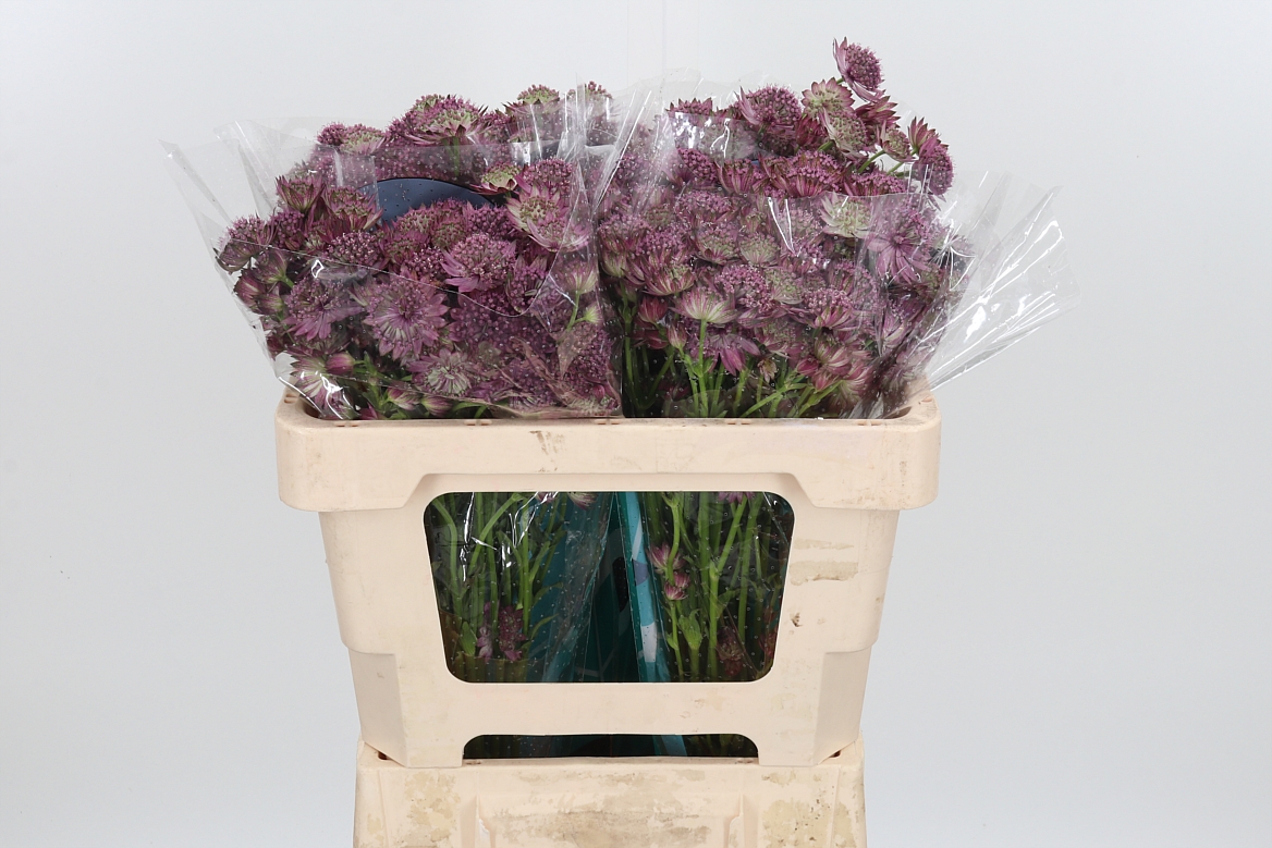 Astrantia Roma 50cm