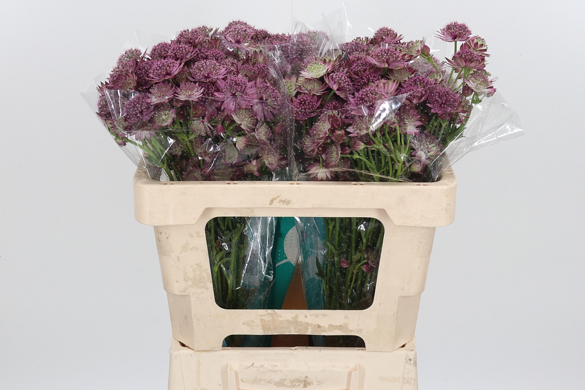 Astrantia Roma 50cm