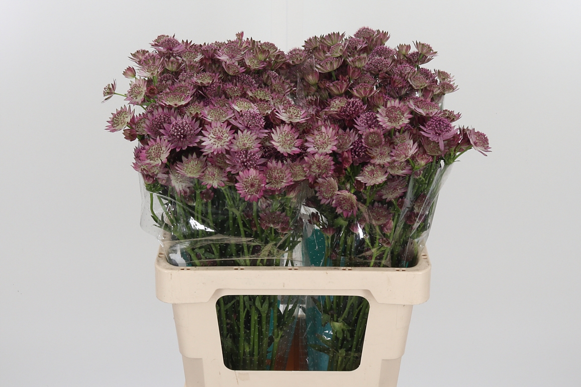 Astrantia Roma 60cm