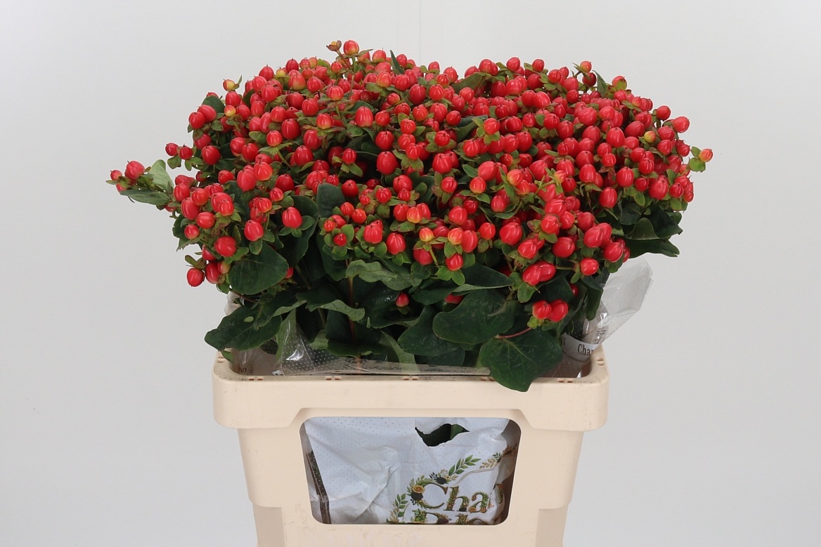 Hypericum Pacific Red Dolly 60cm