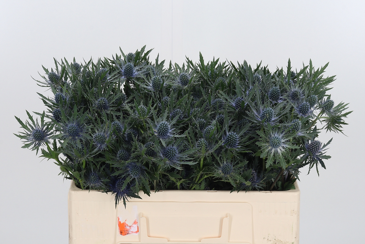 Eryngium Orion Questar 50cm