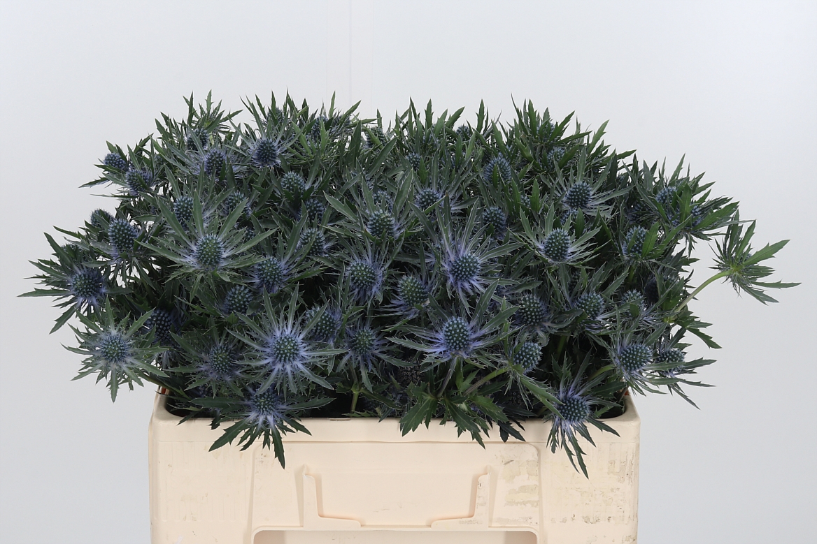 Eryngium Orion Questar 50cm