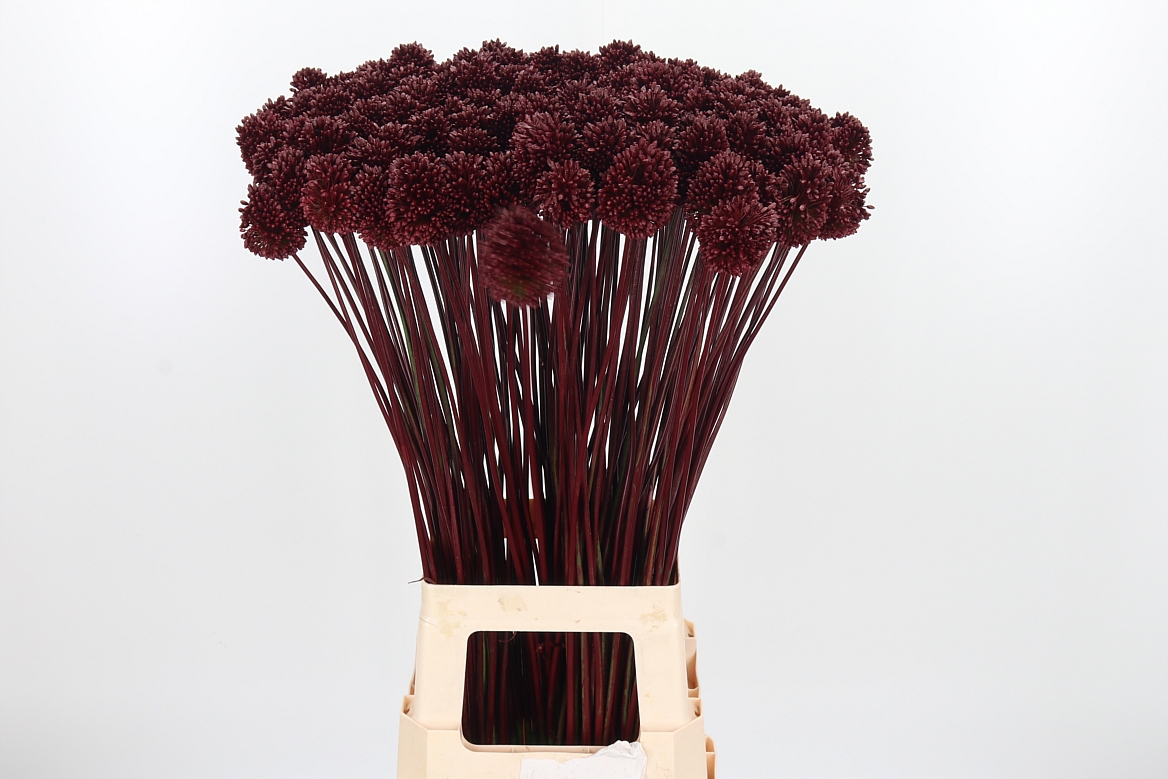 Allium Painted Sphaerocephalon Bordeaux 80cm