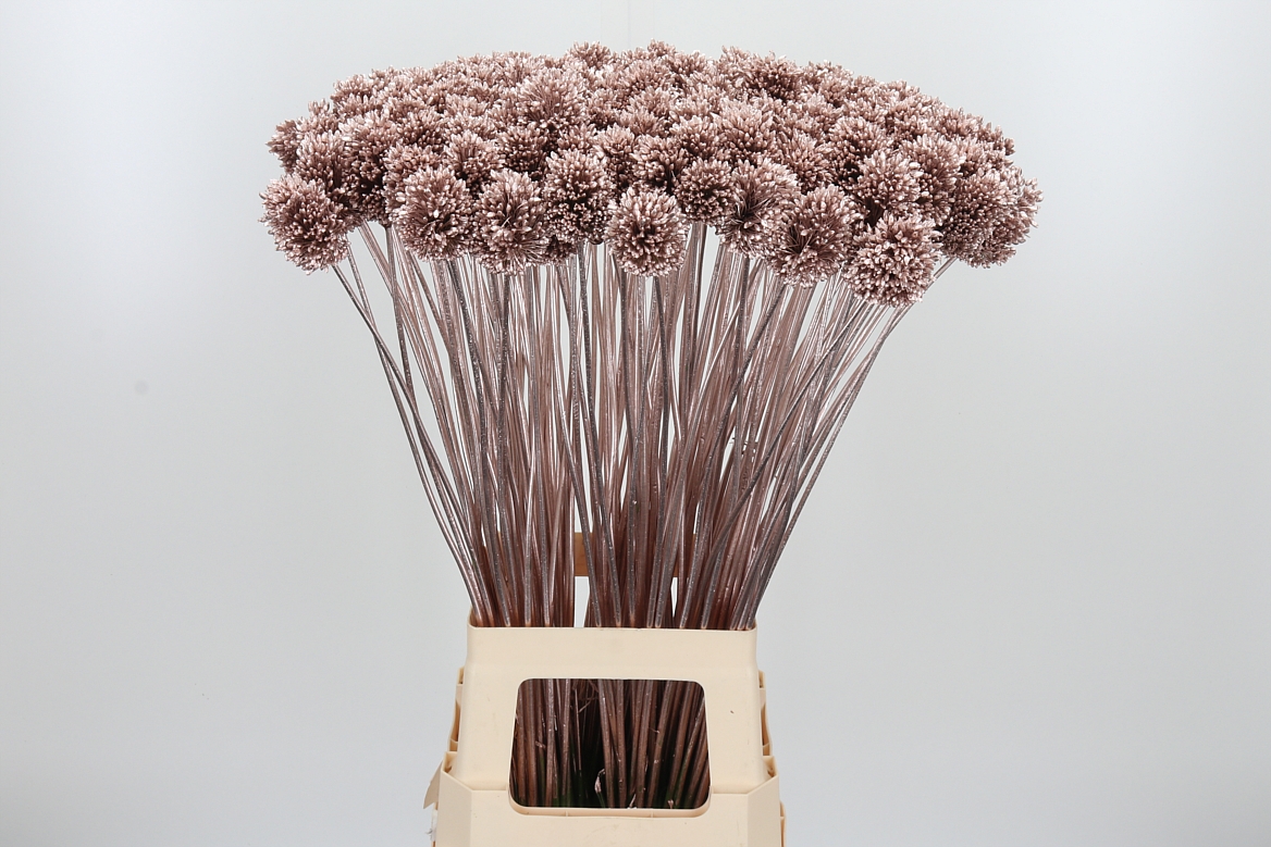 Allium Painted Sphaerocephalon Champagne 80cm