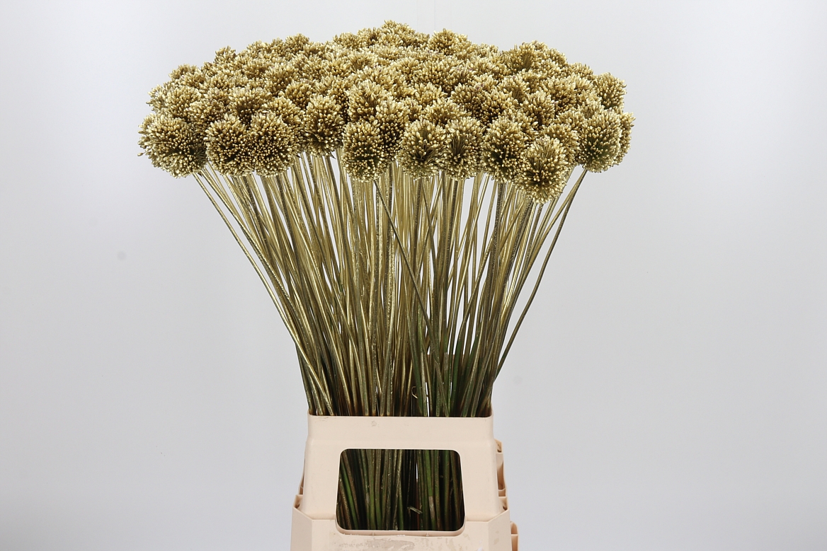 Allium Painted Sphaerocephalon Gold 80cm