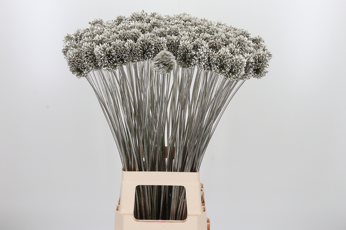 Allium Painted Sphaerocephalon Platinum 80cm