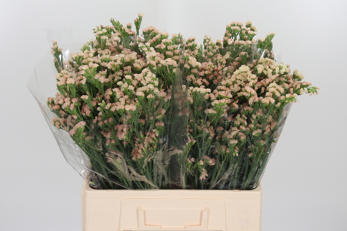 Limonium Sinuatum Lucia Apricot+ 60cm 75gr.