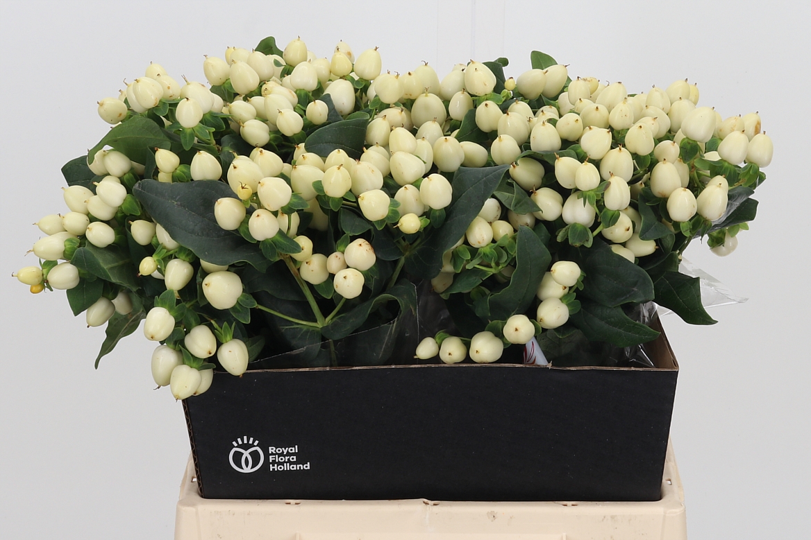 Hypericum Magical White Princess 40cm