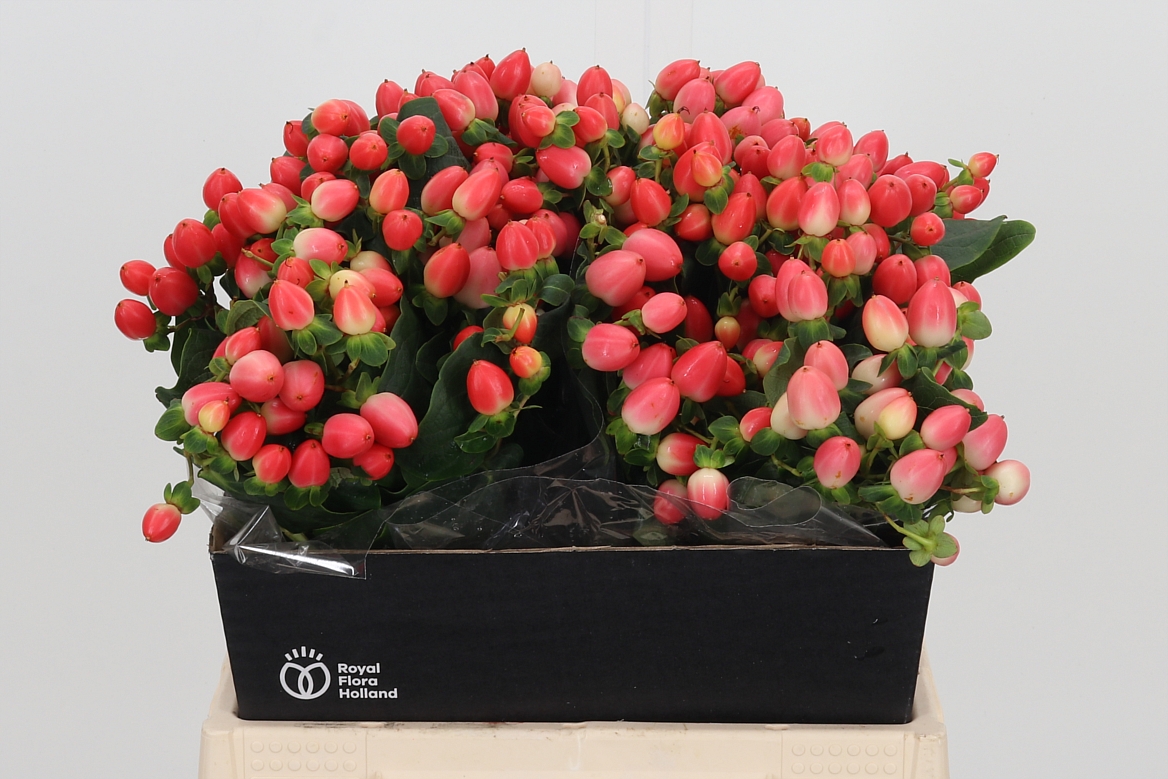 Hypericum Magical Royal Princess 40cm