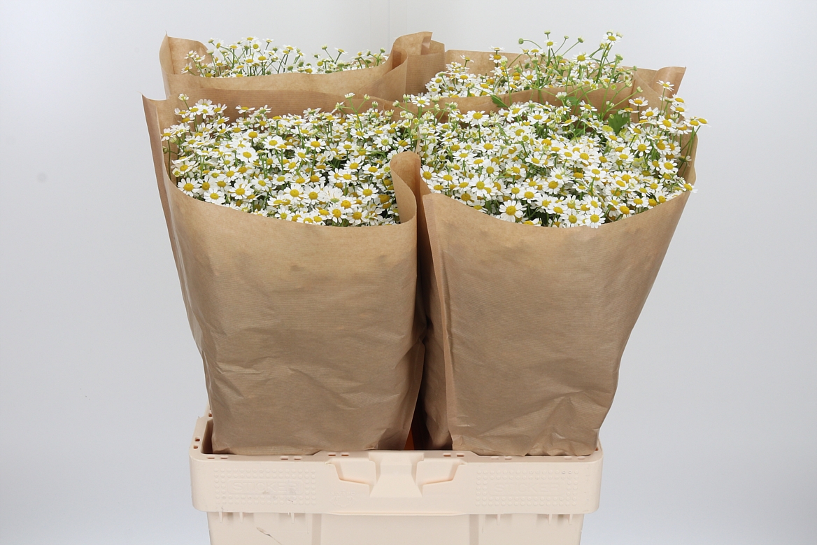Tanacetum Single Vegmo 65cm