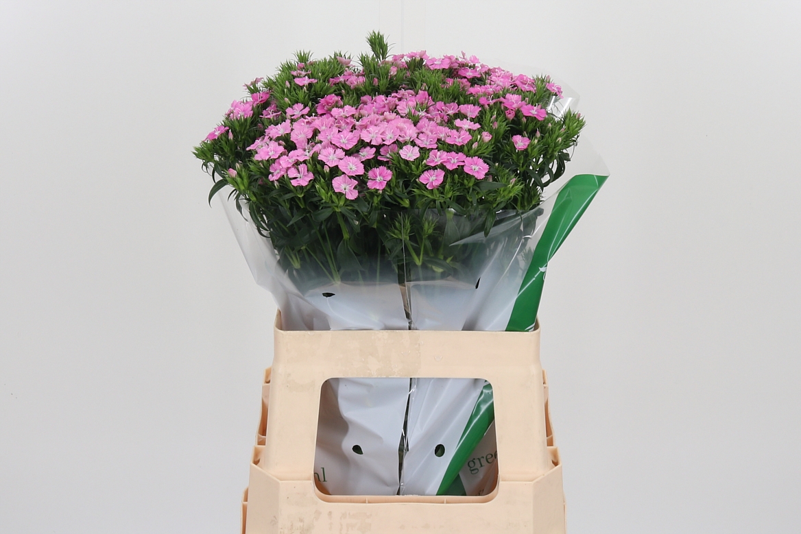 Dianthus Barb Rose Magic 60cm