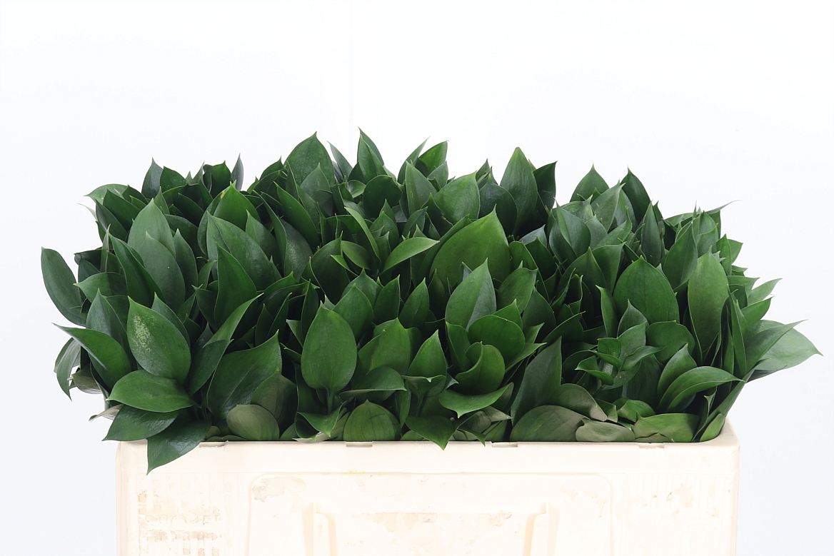 Ruscus Hypophyllum 50cm