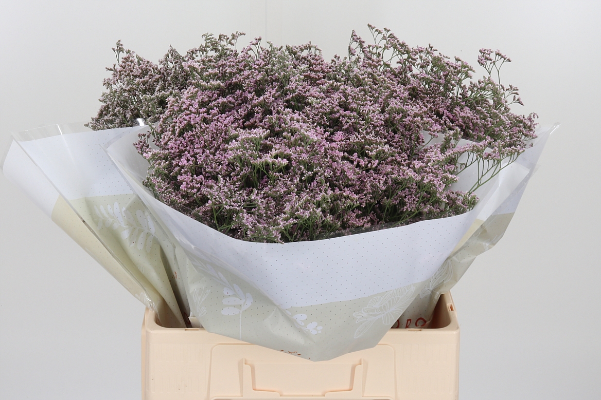 Limonium Safora Oshi Pink 60cm 35gr.