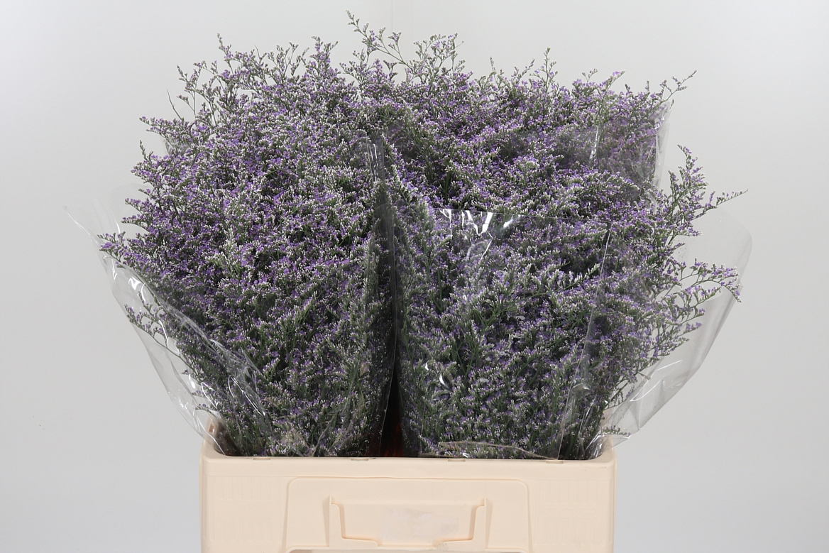 Limonium Piuma Dark Blue 60cm 75gr.