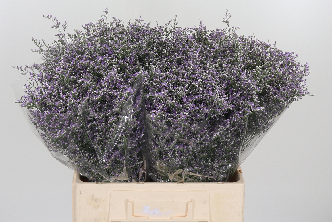 Limonium Piuma Dark Blue 60cm 75gr.