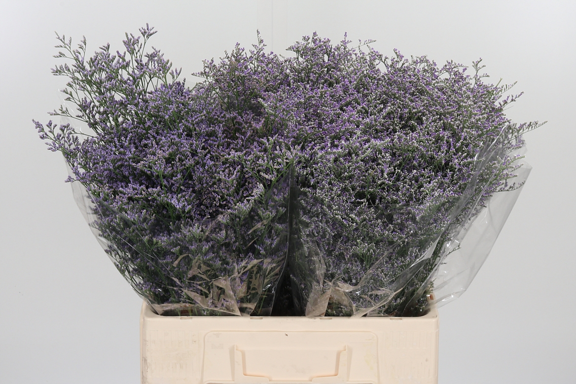 Limonium Piuma Dark Blue 60cm 75gr.