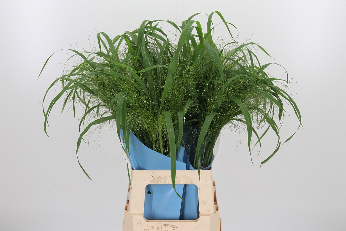 Panicum Fontaine 70cm