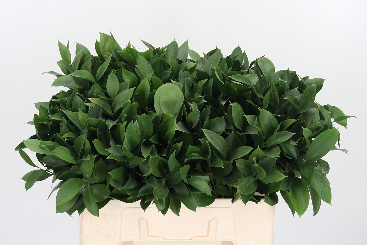 Ruscus Hypophyllum 55cm