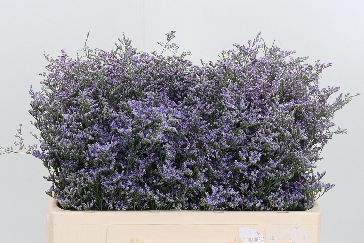 Limonium Piuma Dark Blue 50cm 75gr.