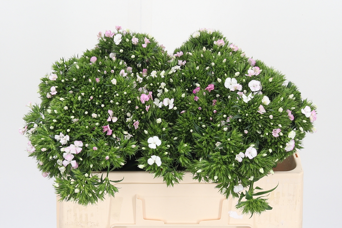 Dianthus Barb Rose Magic 52cm