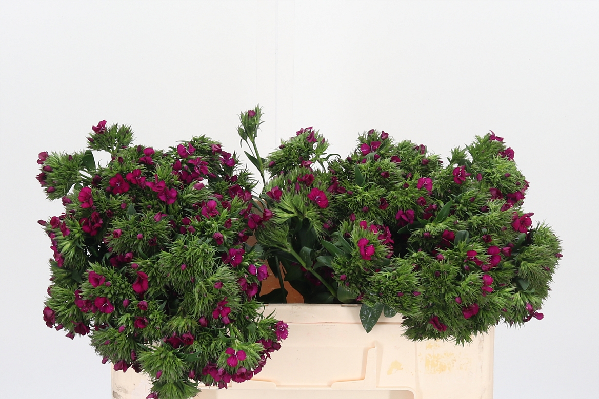 Dianthus Barb Neon Cher 52cm