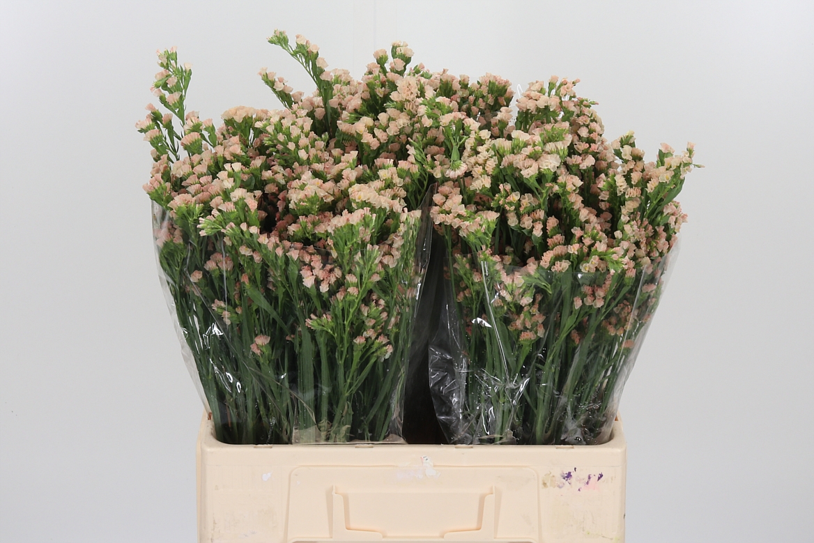 Limonium Sinuatum Lucia Apricot+ 60cm 75gr.