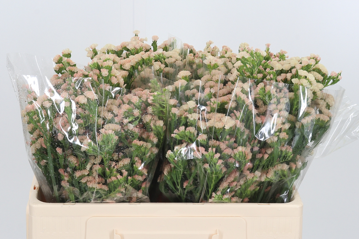 Limonium Sinuatum Lucia Apricot+ 50cm 75gr.