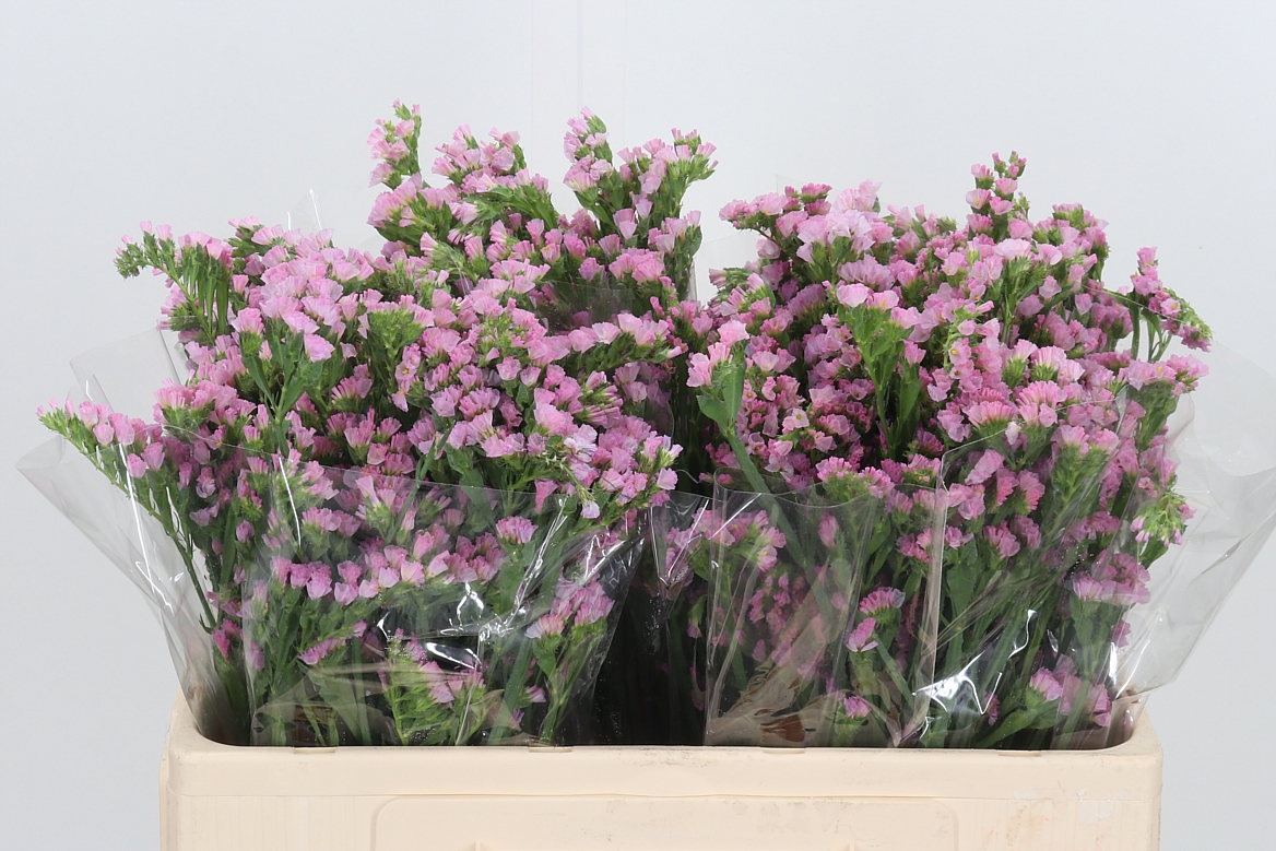 Limonium Sinuatum Lucia Pink 50cm 75gr.