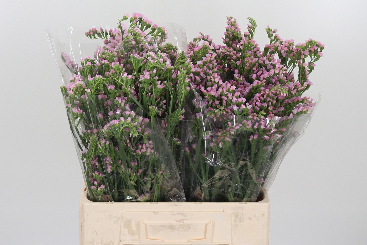 Limonium Sinuatum Lucia Pink 60cm 75gr.